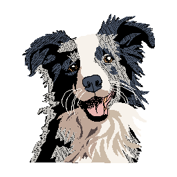 Border Collie.jpg