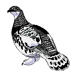 bird logo 2.jpg